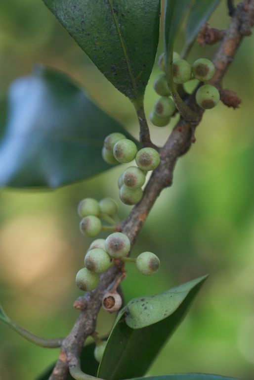 Primulaceae Myrsine howittiana