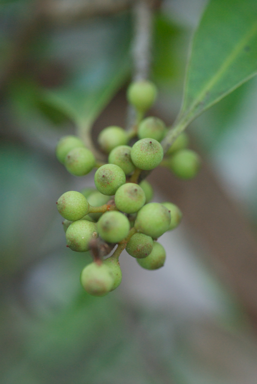 Primulaceae Myrsine howittiana