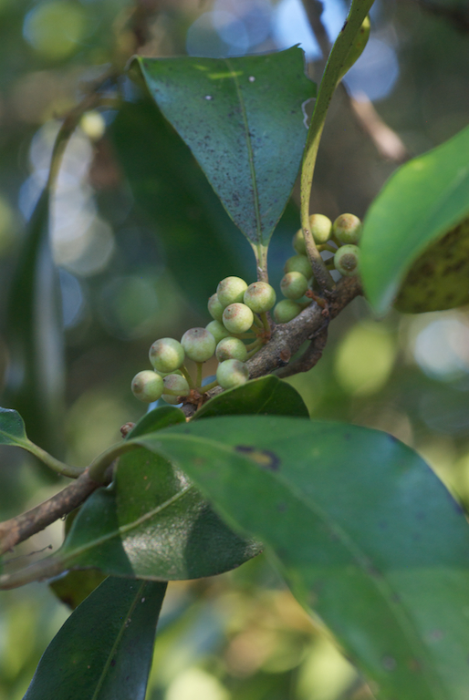 Primulaceae Myrsine howittiana