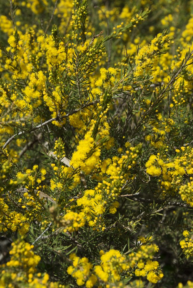 Fabaceae Acacia mariae