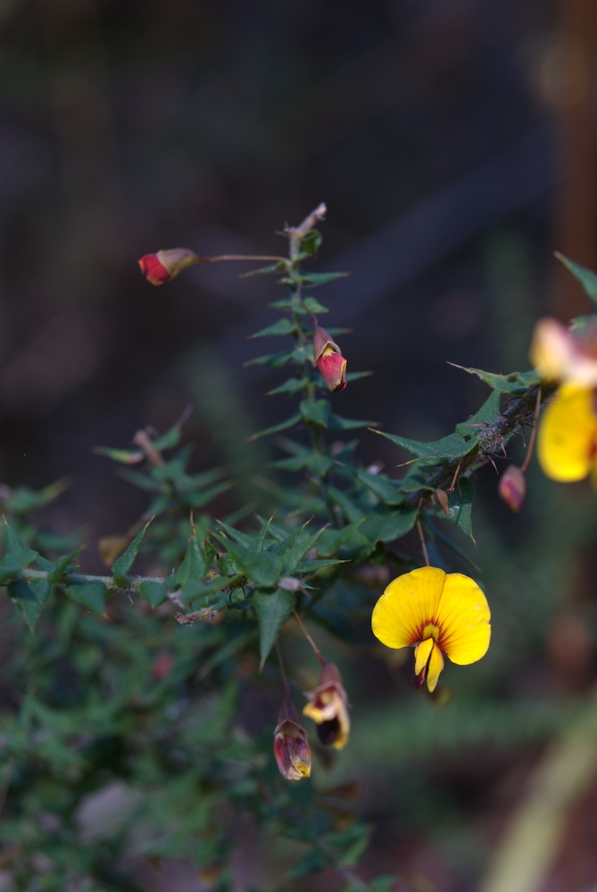 Fabaceae Bossiaea cinerea