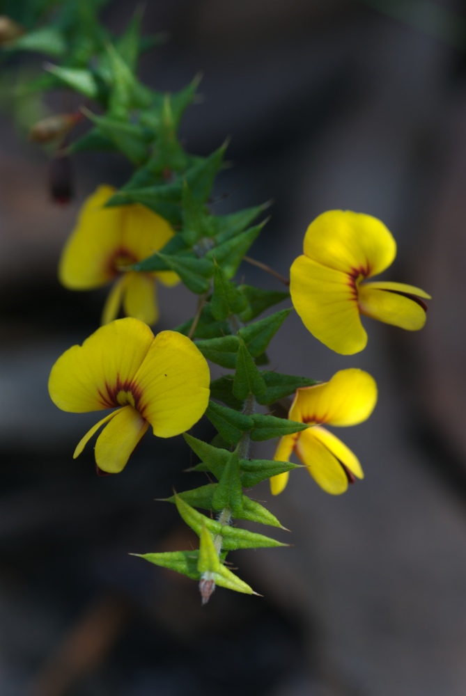 Fabaceae Bossiaea cinerea