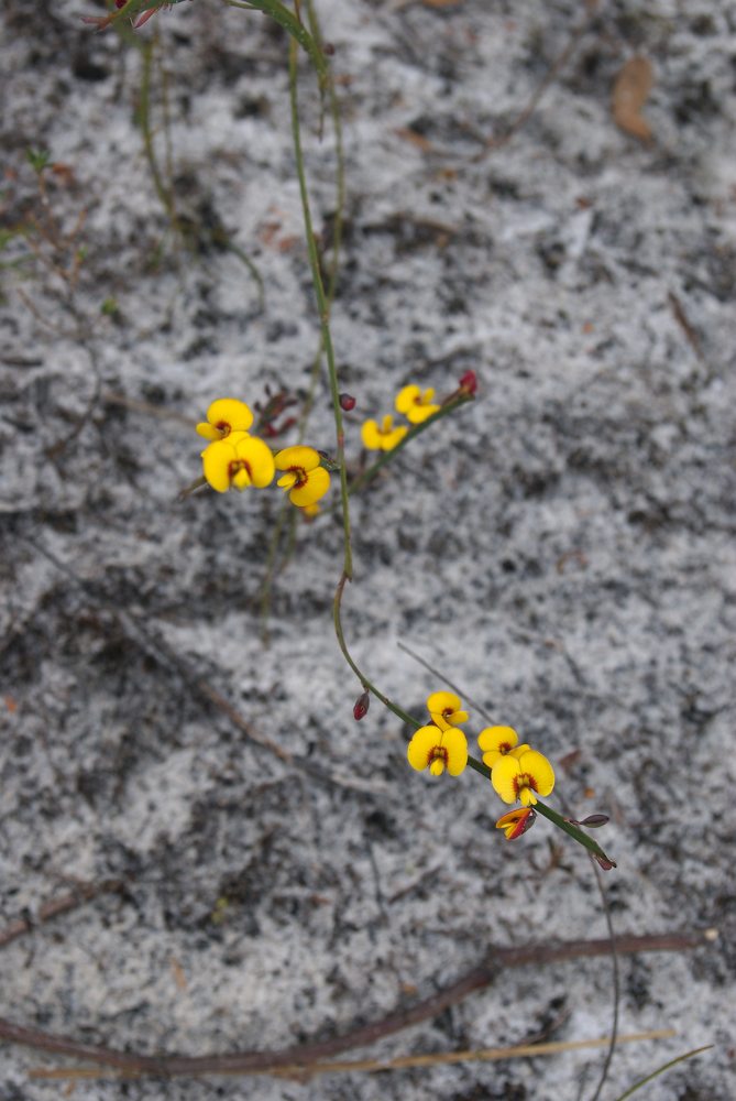 Fabaceae Bossiaea ensata