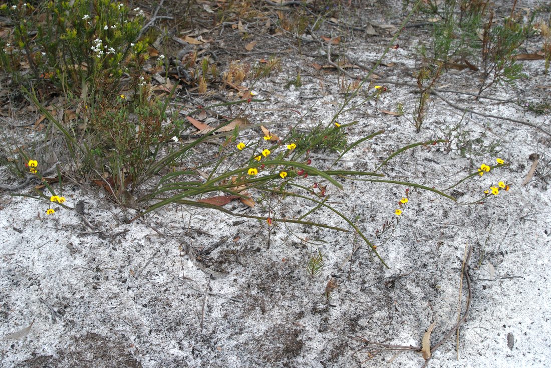 Fabaceae Bossiaea ensata