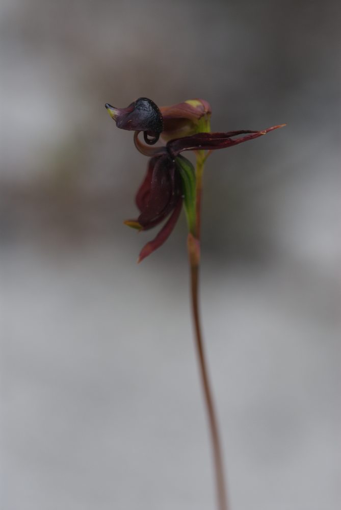 Orchidaceae Caleana major