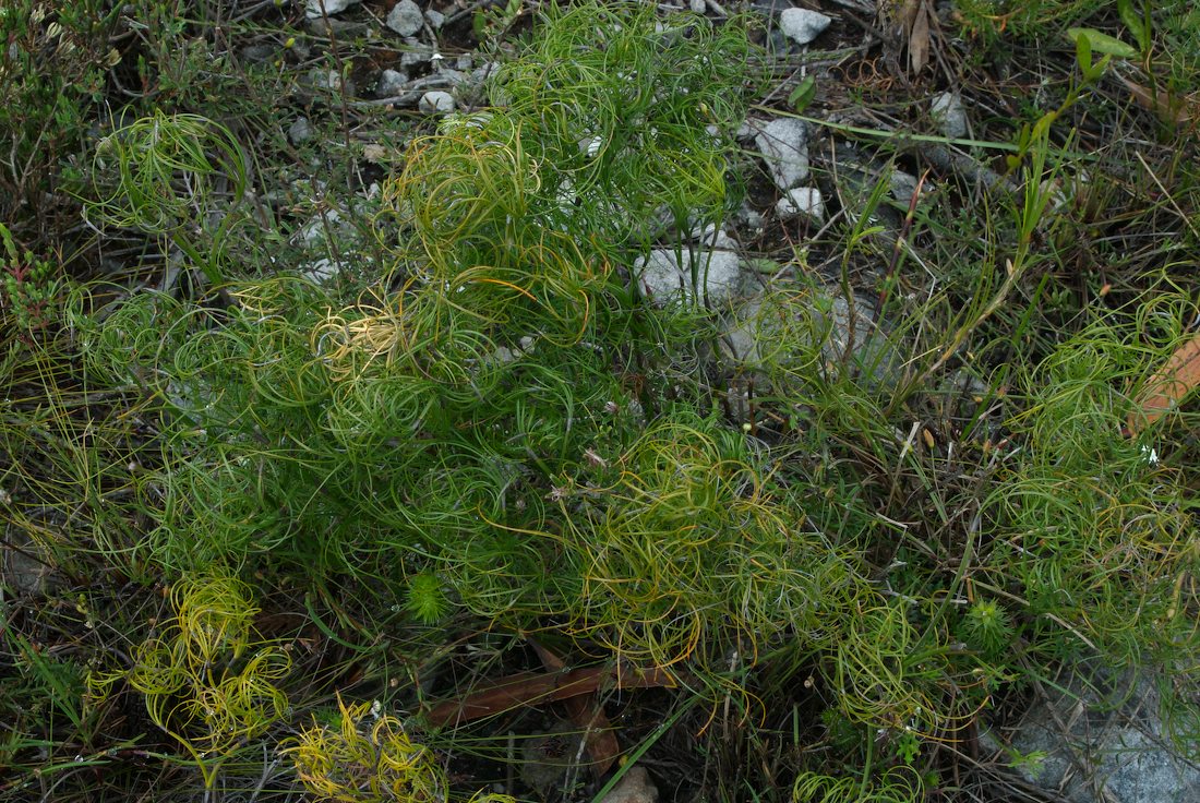 Cyperaceae Caustis recurvata