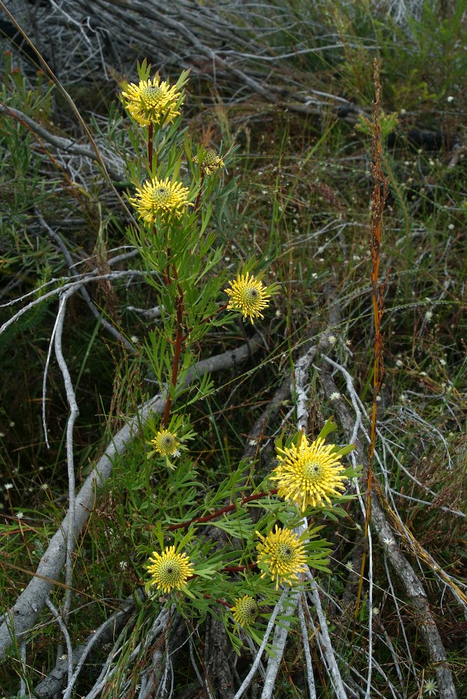 Proteaceae Isopogon anemonifolius