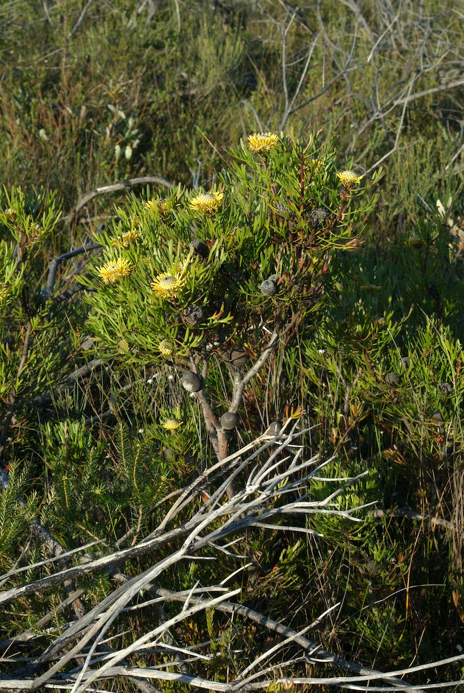 Proteaceae Isopogon anemonifolius