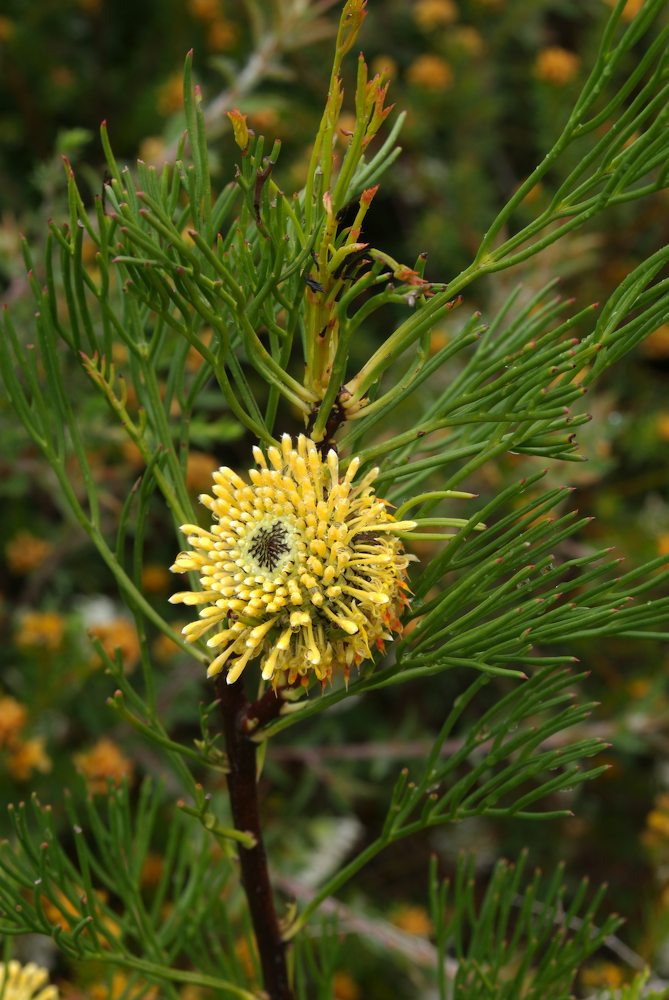 Proteaceae Isopogon anethifolius