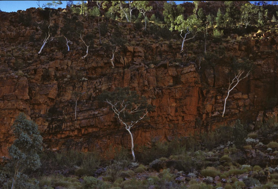 Myrtaceae Corymbia aparrerinja