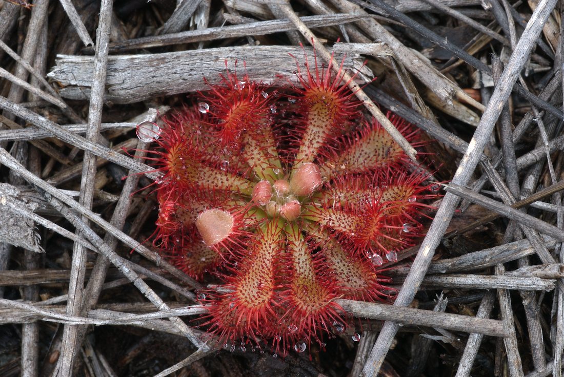 Droseraceae Drosera spatulata