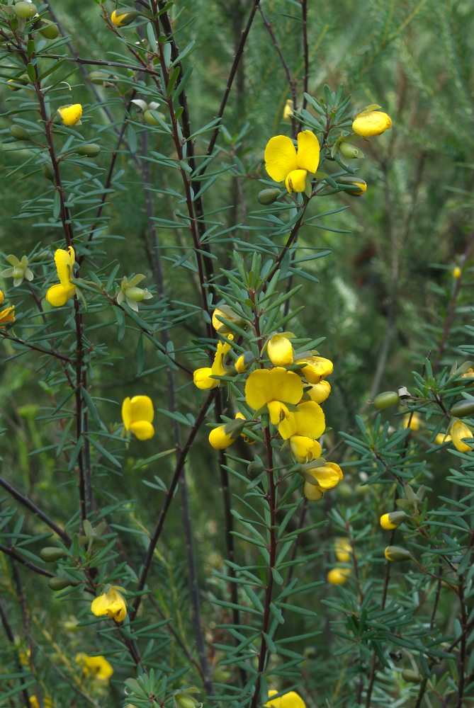 Fabaceae Gompholobium latifolium