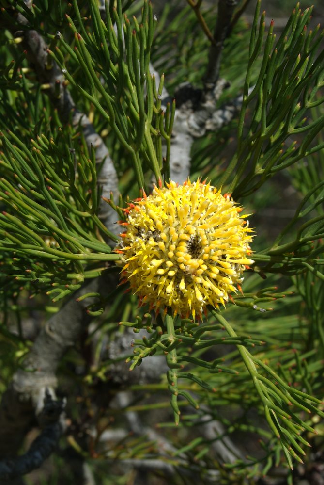 Proteaceae Isopogon anethifolius