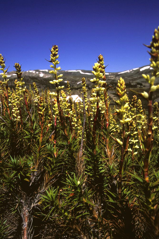 Ericaceae Richea continenis