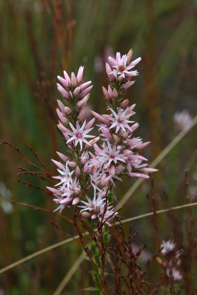 Ericaceae Sprengelia incarnata