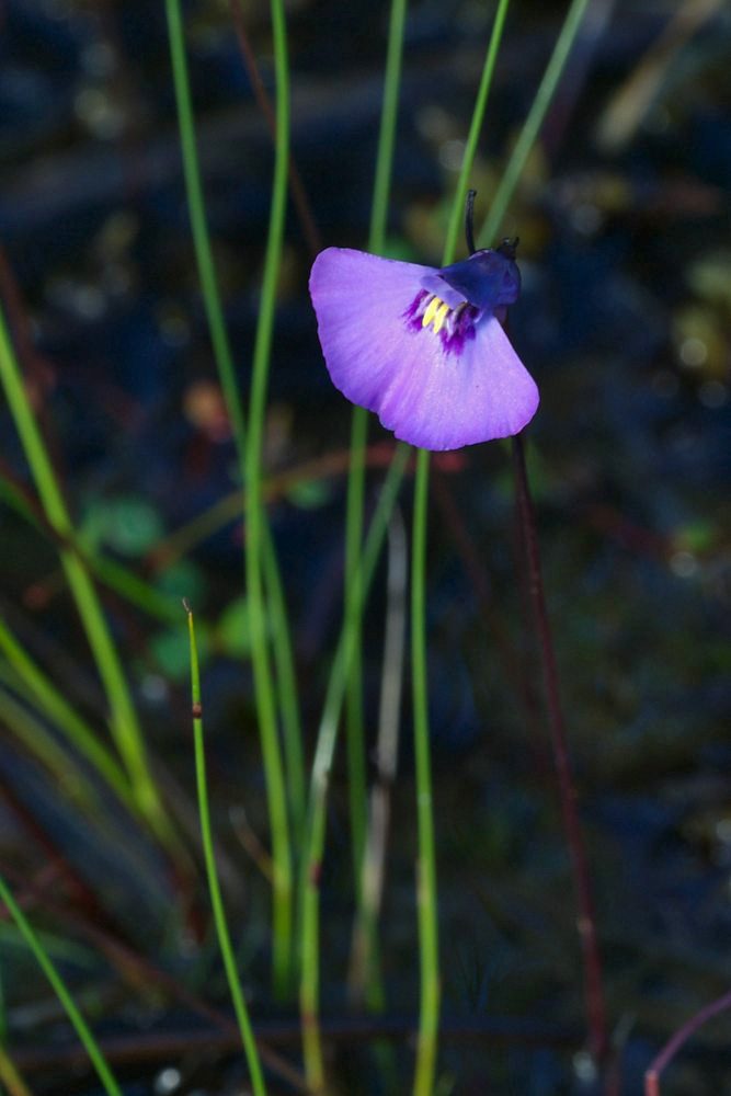Lentibulariaceae Utricularia uniflora