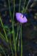image of Utricularia uniflora