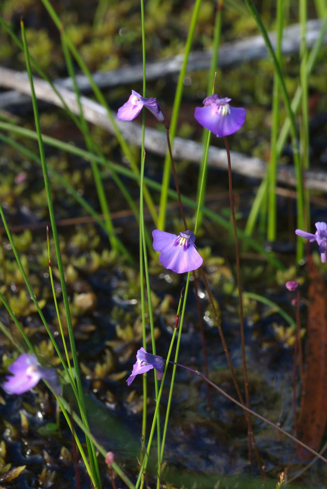 Lentibulariaceae Utricularia uniflora