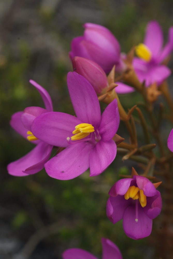 Gentianaceae Chironia baccifera