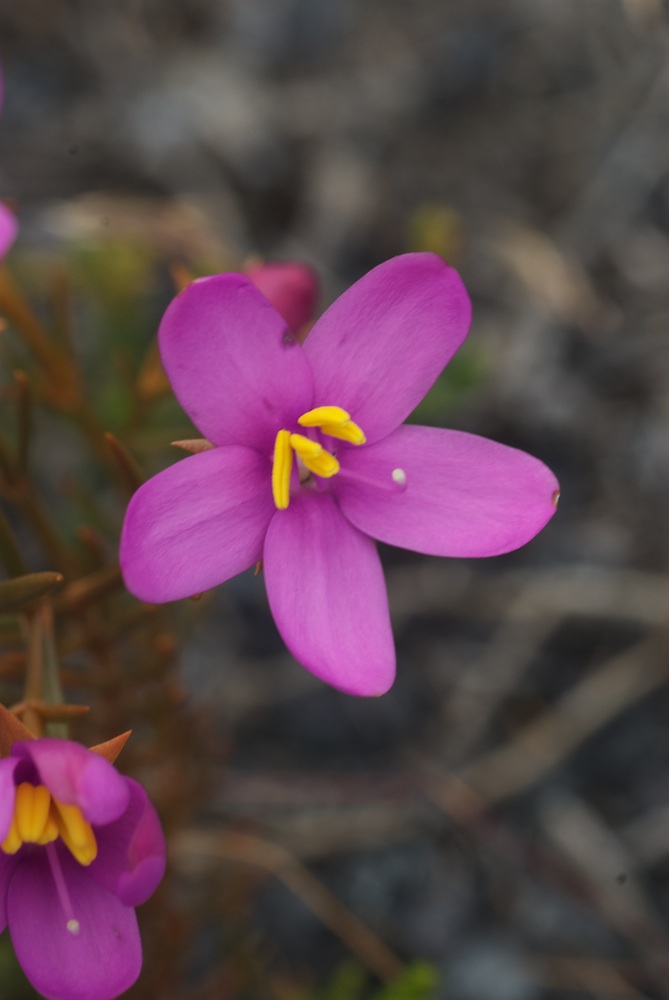 Gentianaceae Chironia baccifera