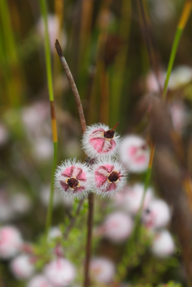 Ericaceae Erica bruniades