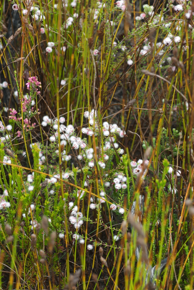 Ericaceae Erica bruniades