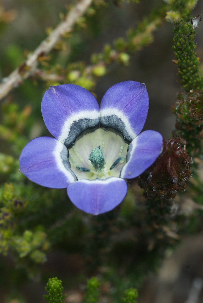 Campanulaceae Roella ciliata
