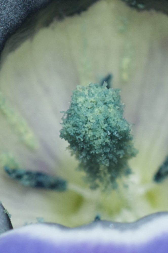 Campanulaceae Roella ciliata