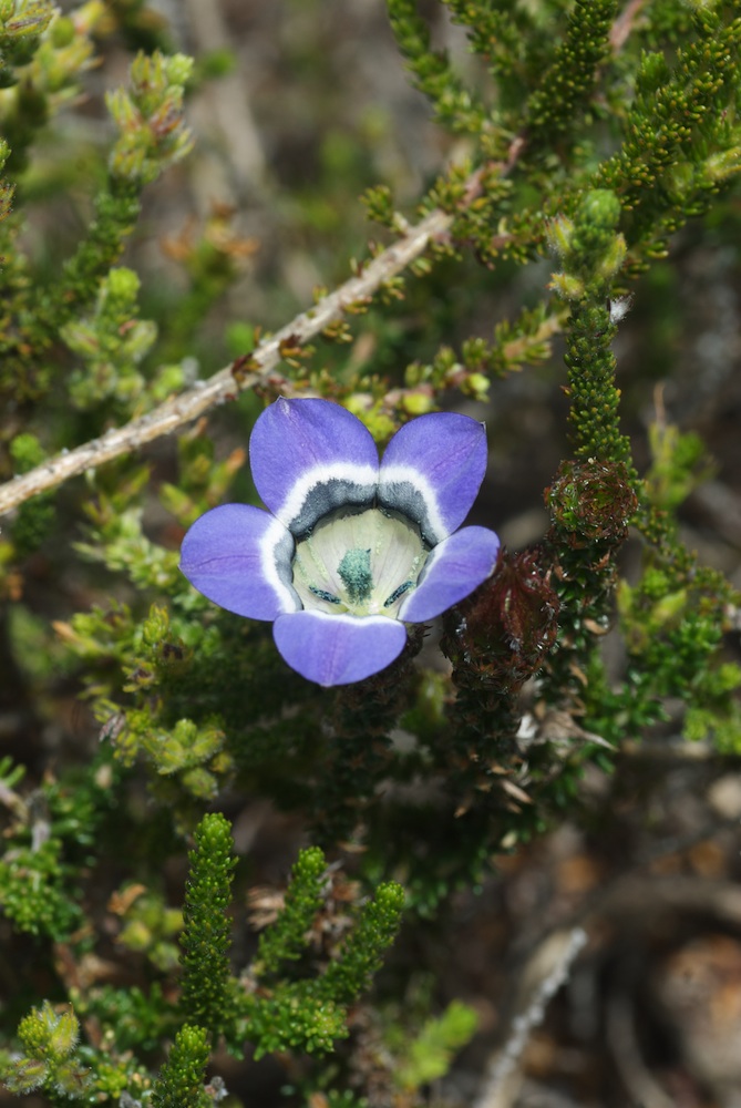 Campanulaceae Roella ciliata