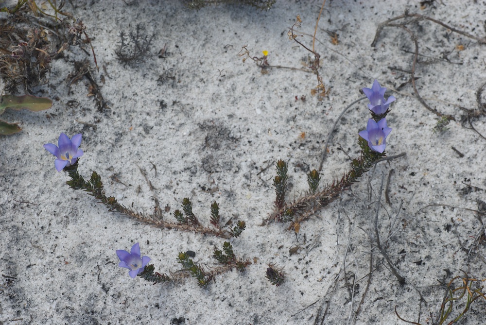 Campanulaceae Roella prostrata
