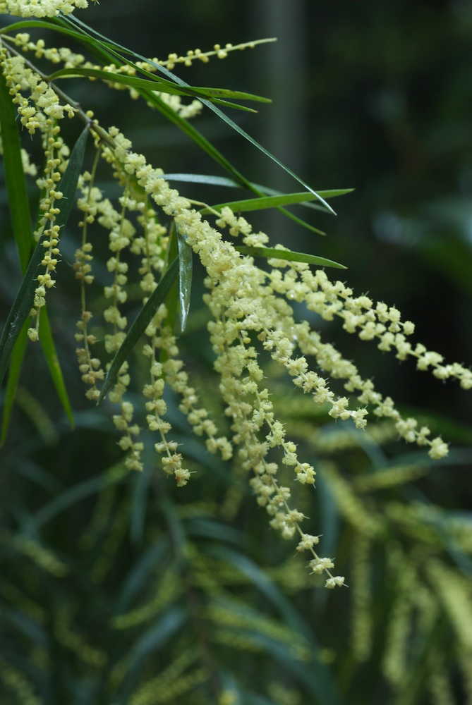 Fabaceae Acacia longissima