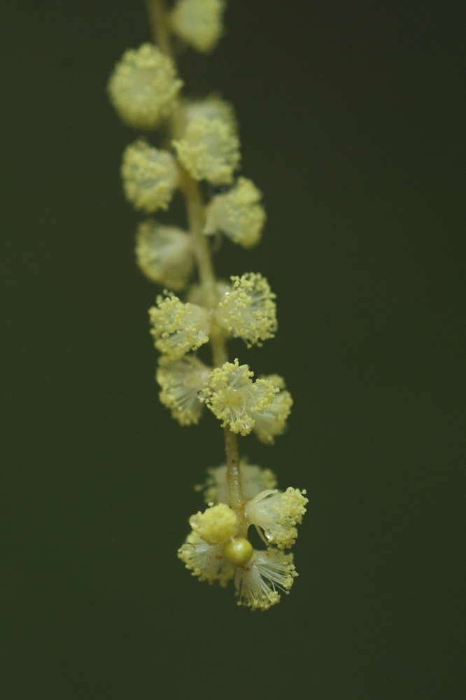 Fabaceae Acacia longissima