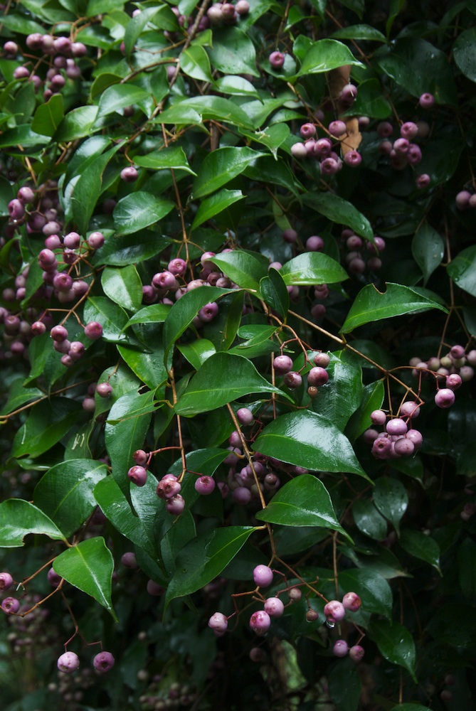 Myrtaceae Acmena smithii