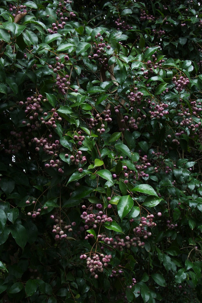 Myrtaceae Acmena smithii