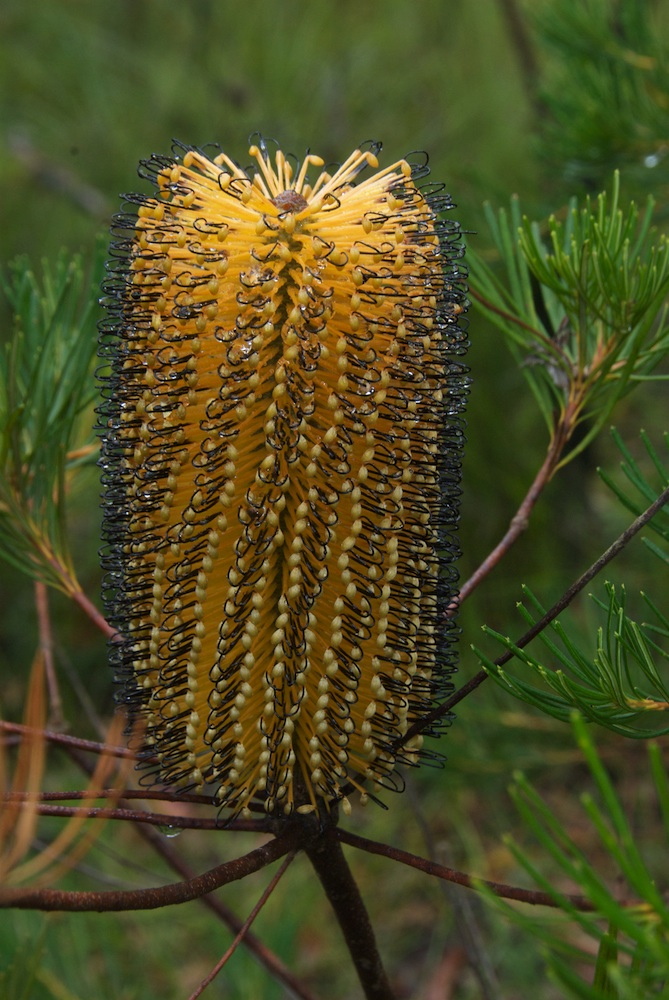 Proteaceae Banksia spinulosa