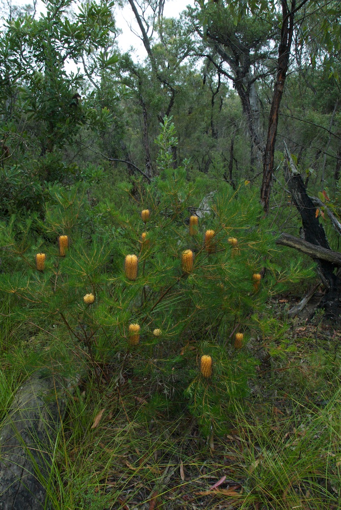 Proteaceae Banksia spinulosa