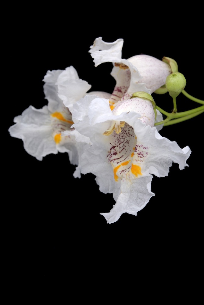 Bignoniaceae Catalpa bignonioides