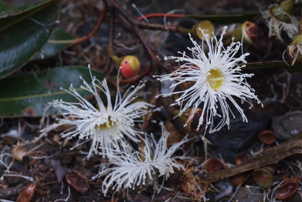 Myrtaceae Corymbia maculata