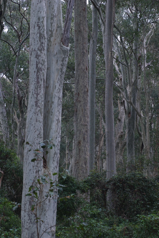 Myrtaceae Corymbia maculata