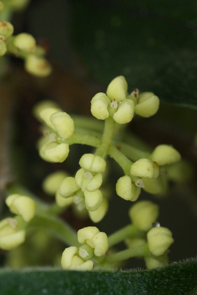 Oleaceae Notelaea longifolia