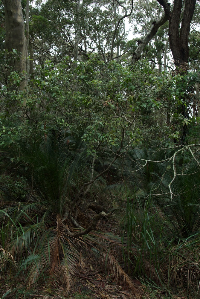 Oleaceae Notelaea longifolia