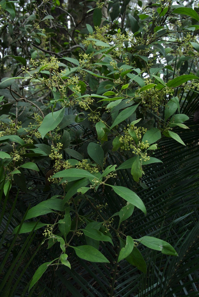 Oleaceae Notelaea longifolia