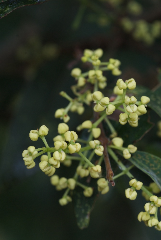 Oleaceae Notelaea longifolia