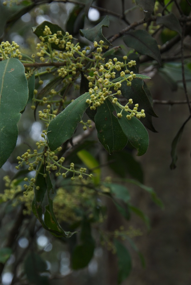 Oleaceae Notelaea longifolia