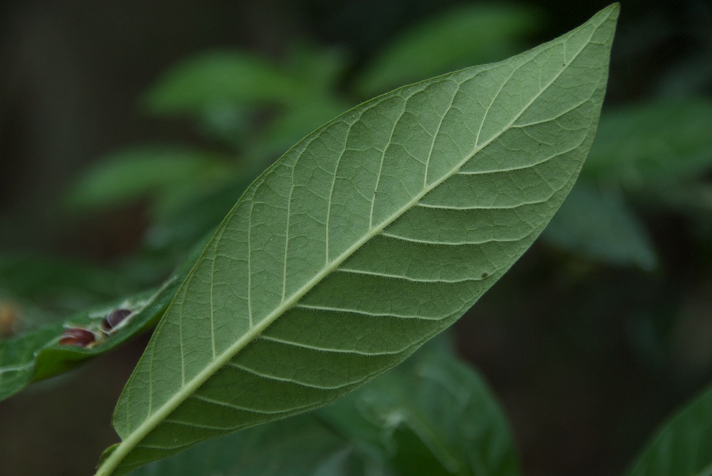 Rubiaceae Psychotria loniceroides