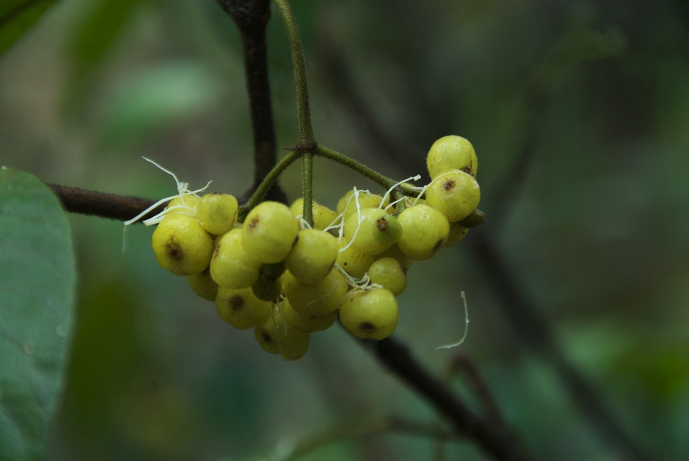 Rubiaceae Psychotria loniceroides