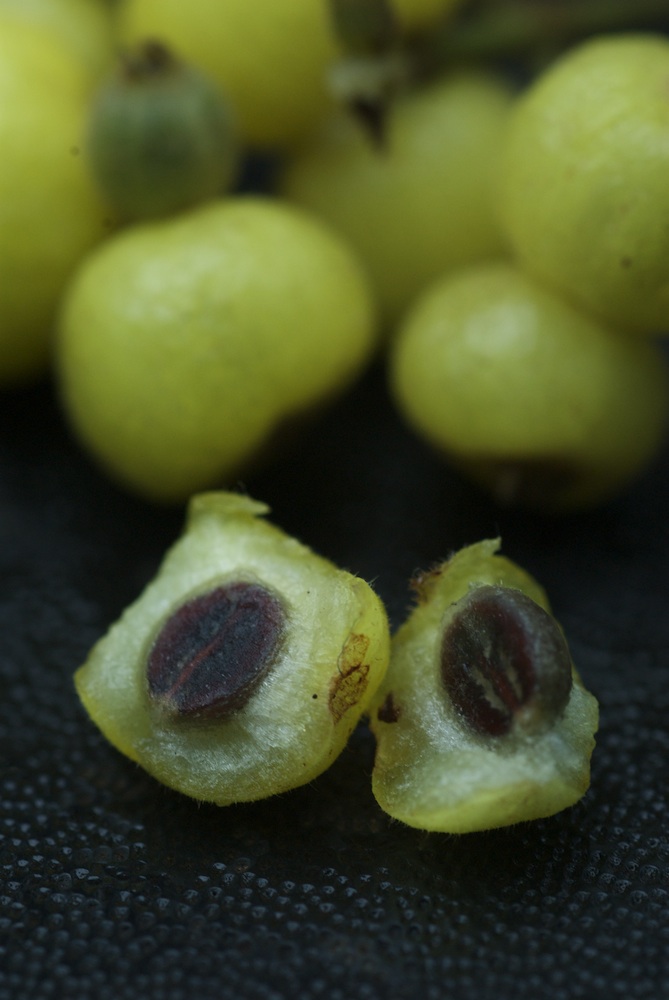 Rubiaceae Psychotria loniceroides