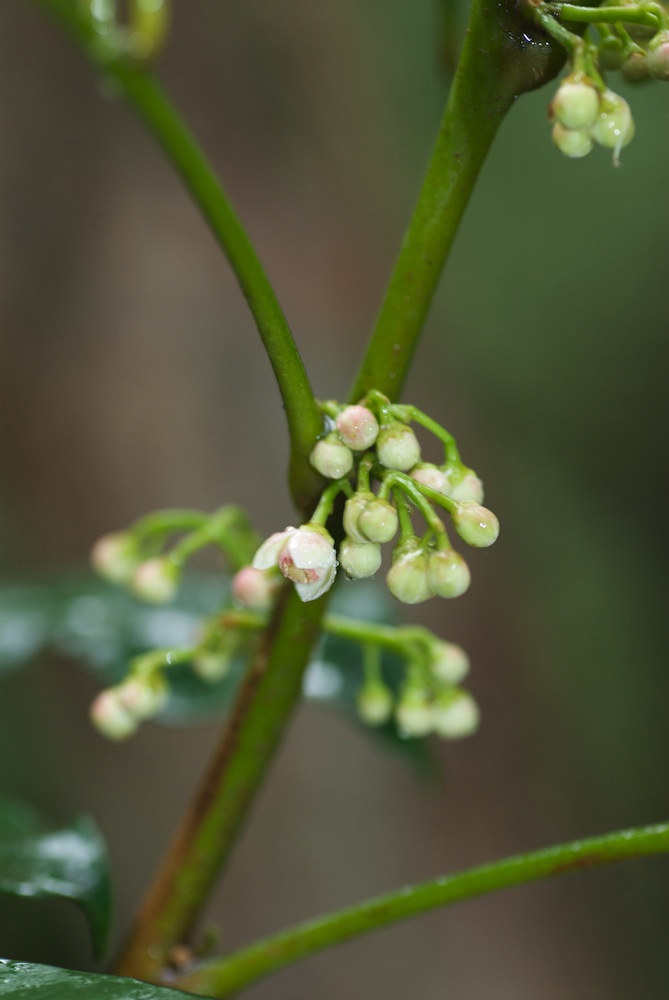 Meliaceae Synoum glandulosum