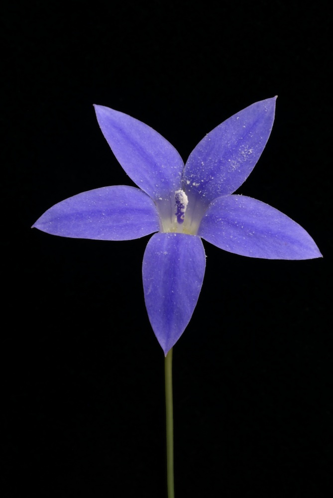 Campanulaceae Wahlenbergia communis