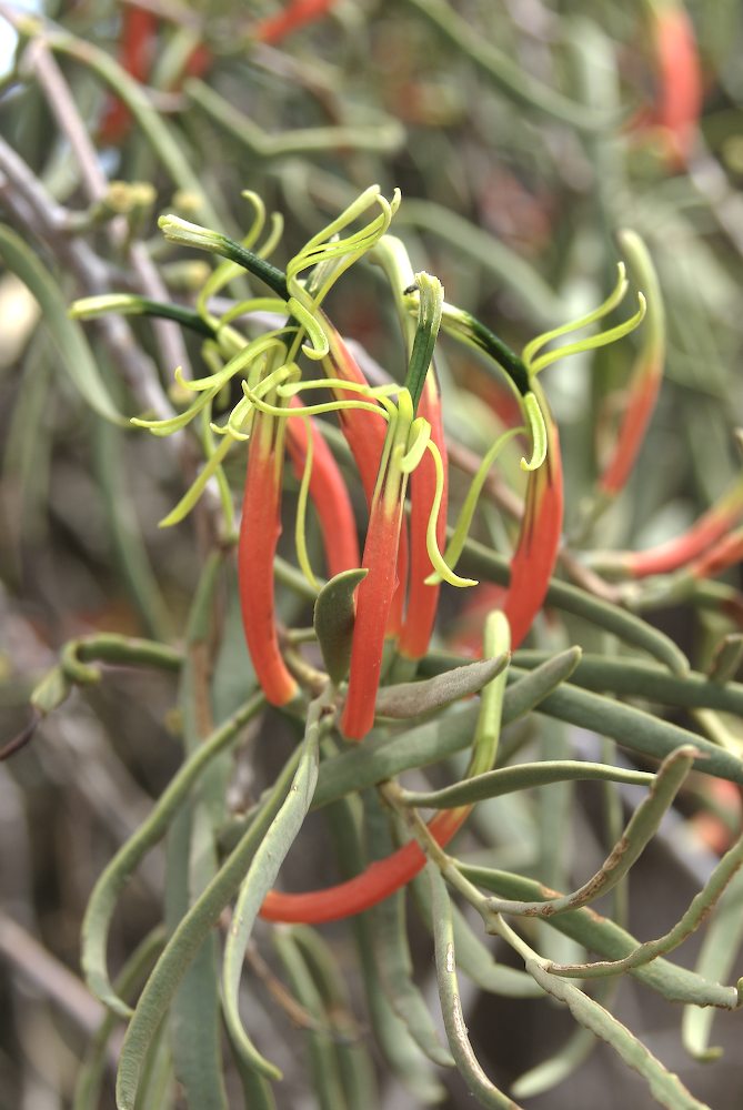 Loranthaceae Lysiana exocarpi